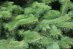 Picea abies