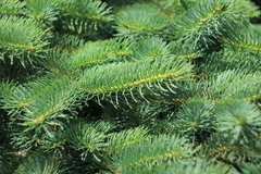 Picea abies