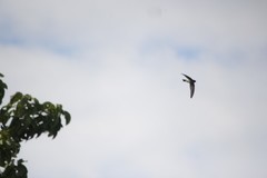 Aerodramus spodiopygius
