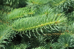 Picea abies