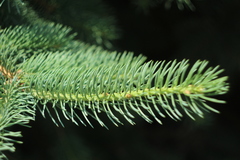 Picea abies