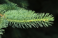 Picea abies