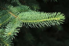 Picea abies