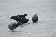 Columba livia domestica
