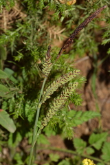Carex flacca