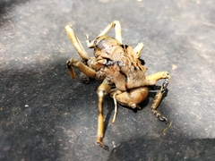 Acanthoplus
