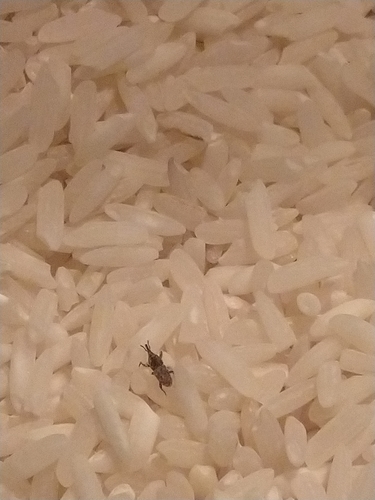Rice Weevil photo 4
