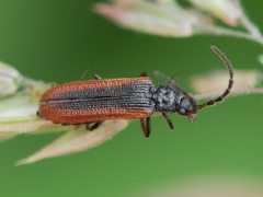 Omalisus fontisbellaquei