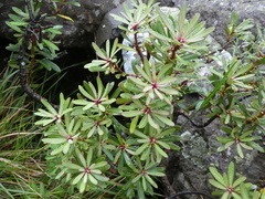 Tasmannia xerophila