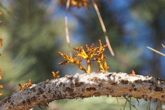 Arceuthobium vaginatum cryptopodum