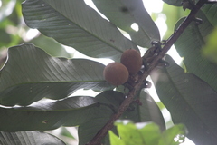 Myristica hypargyraea