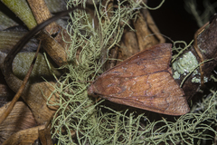 Anomis illita