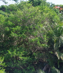 Cestrum laevigatum