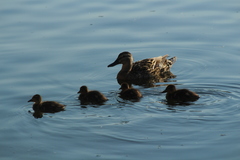 Anas platyrhynchos