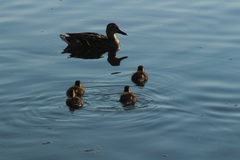 Anas platyrhynchos