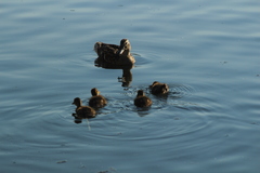 Anas platyrhynchos