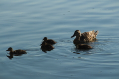 Anas platyrhynchos