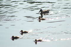 Anas platyrhynchos