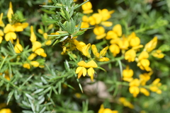 Genista triacanthos