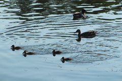 Anas platyrhynchos