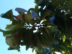 Vangueria madagascariensis