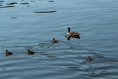 Anas platyrhynchos