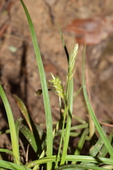 Carex distachya
