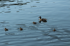 Anas platyrhynchos