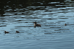 Anas platyrhynchos