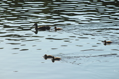 Anas platyrhynchos