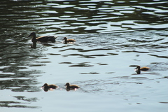 Anas platyrhynchos