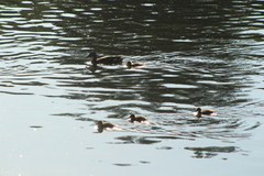 Anas platyrhynchos