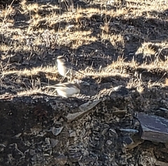 Pseudopodoces humilis