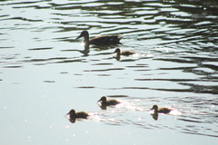 Anas platyrhynchos