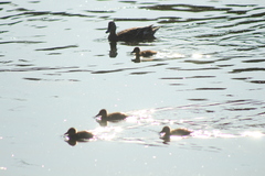 Anas platyrhynchos