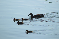 Anas platyrhynchos