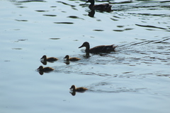 Anas platyrhynchos