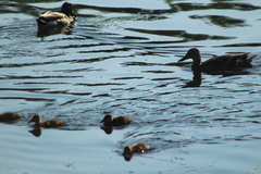 Anas platyrhynchos