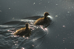 Anas platyrhynchos