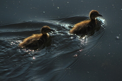 Anas platyrhynchos