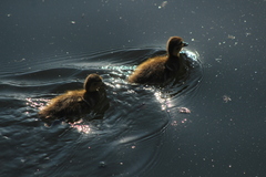 Anas platyrhynchos