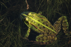 Pelophylax ridibundus