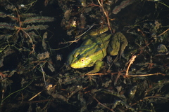 Pelophylax ridibundus