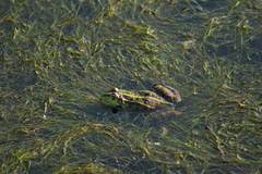 Pelophylax ridibundus