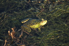 Pelophylax ridibundus