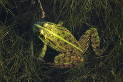 Pelophylax ridibundus