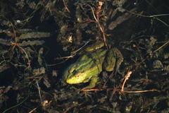 Pelophylax ridibundus