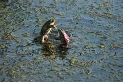 Pelophylax ridibundus