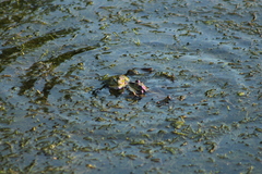 Pelophylax ridibundus