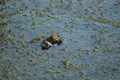 Pelophylax ridibundus